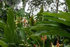 Alpinia zerumbet